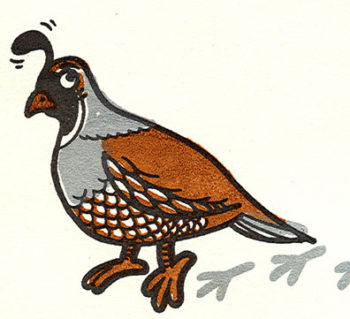 California Quail by François Vigneault