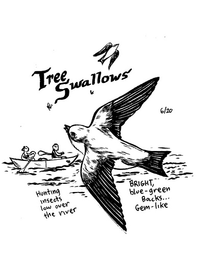 treeswallowssmall